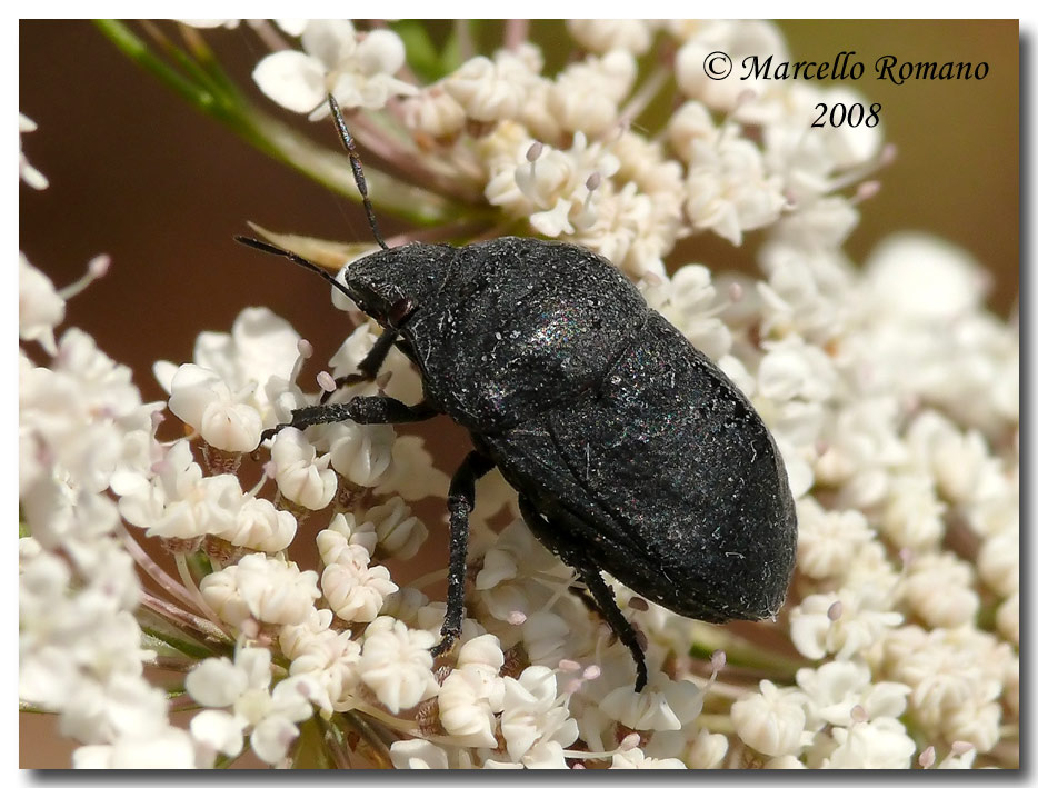 Psacasta exanthematica, forma melanica dalla Sicilia